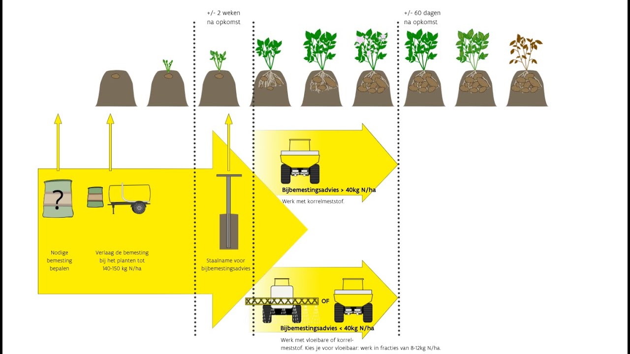 Gefractioneerd bemesten van aardappelen: hoe begin je eraan?