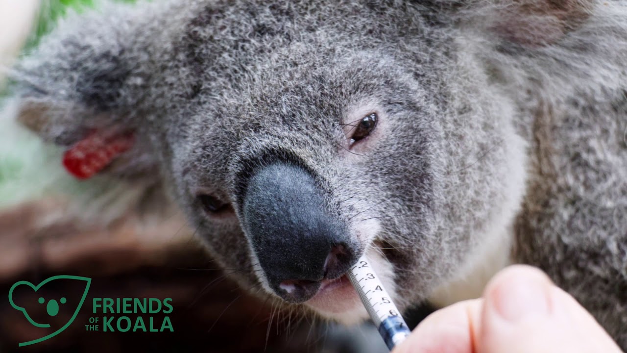 This week at Friends of the Koala 15/3/2021 Kindy Edition