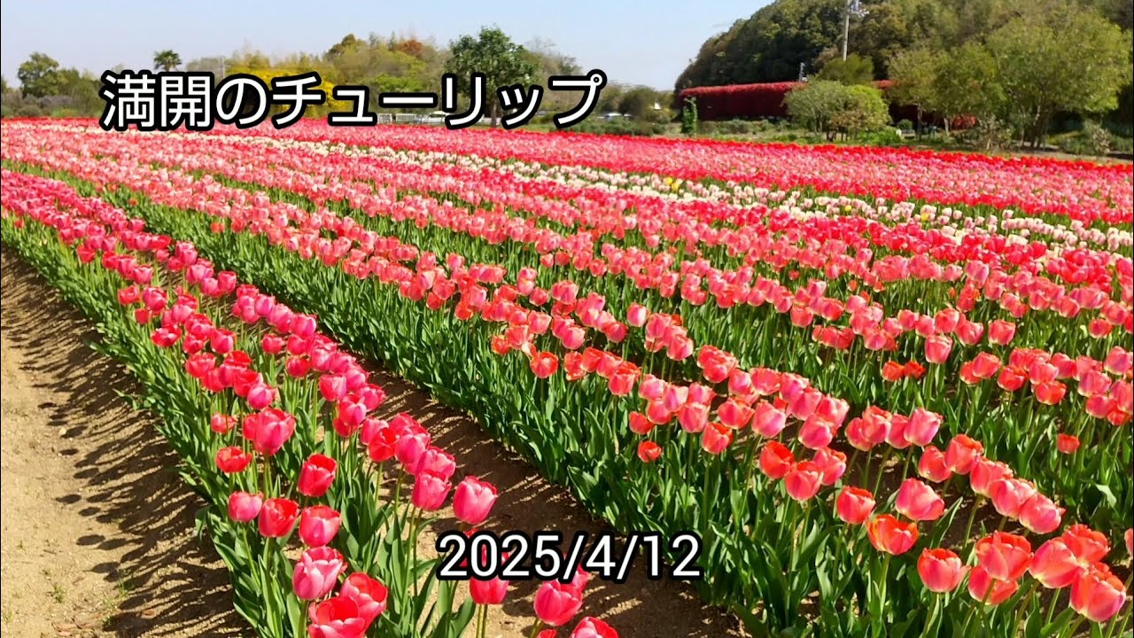 今朝のチューリップ　満開に咲いてたよ