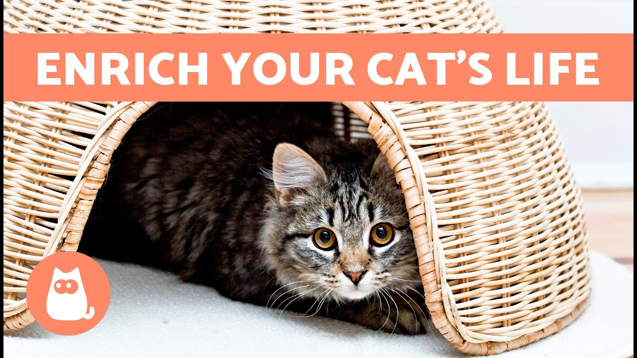 ENVIRONMENTAL ENRICHMENT for CATS 🏠🐈 What You Need to Consider