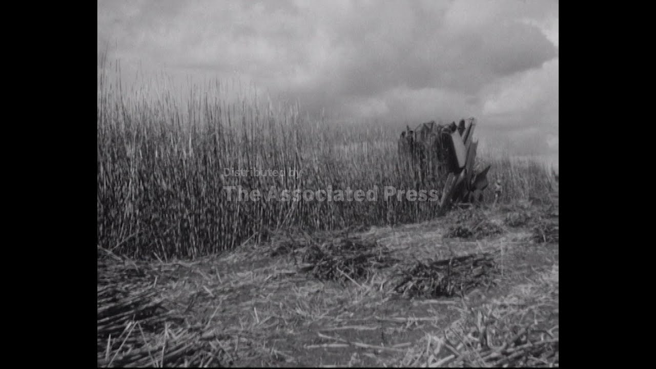 EXPORT MARKET FOR CANE HARVESTER   - SOUND