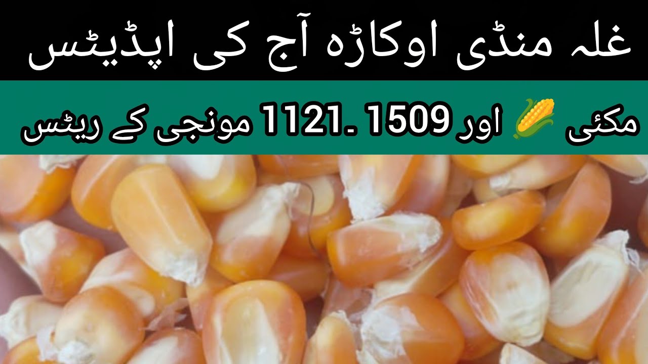 Okara Mandi Today Maize & Munji Rate 25-03-2026 | Makai Rate Today | Munji Price Okara Punjab