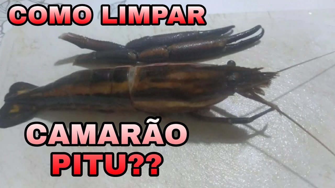 COMO LIMPAR CAMAR&Atilde;O PITU????