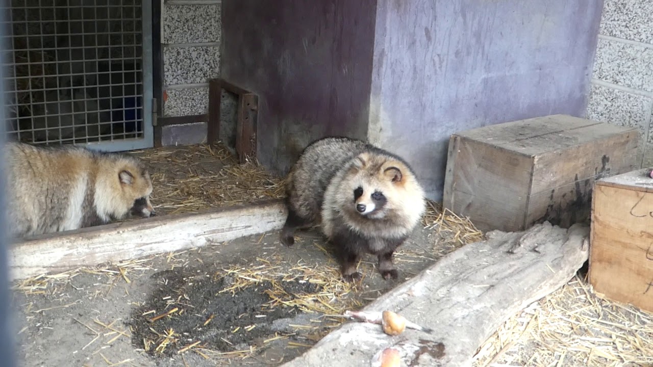 エゾタヌキ「見られてると…」