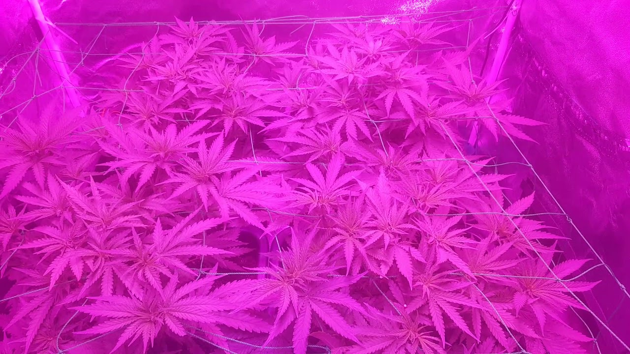 Growing cannabis, my power plants 3 topped and scroged 2 dec 2017