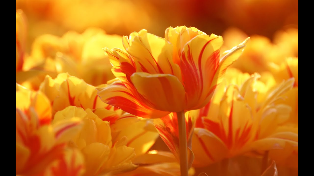 Wallpapers hd 1080p - Download free in high resolutions!