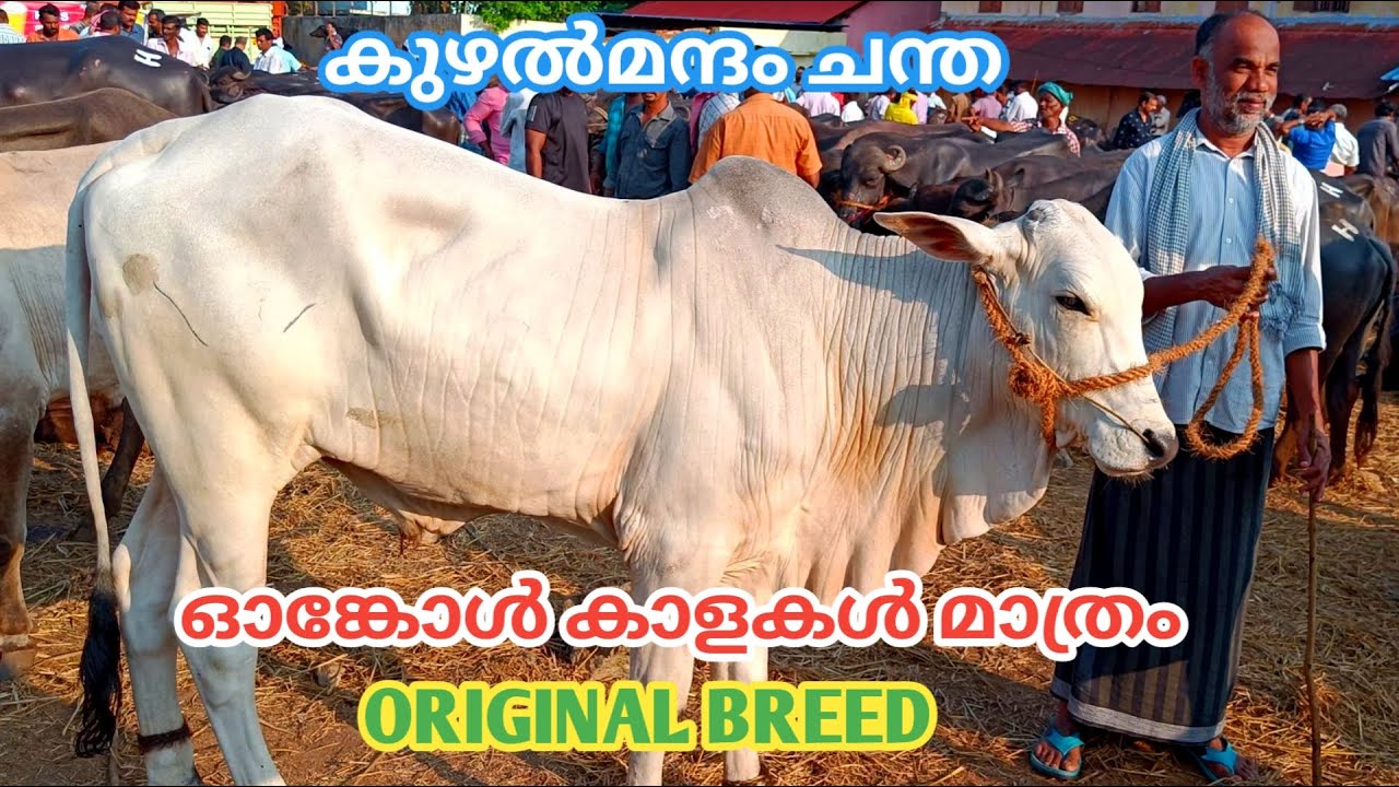 Ongole bull | original breed | ഓങ്കോൾ വളർത്തുകൂട്ടികൾ | kuzhalmannam chantha | 2023 | TECH AND VLOGS