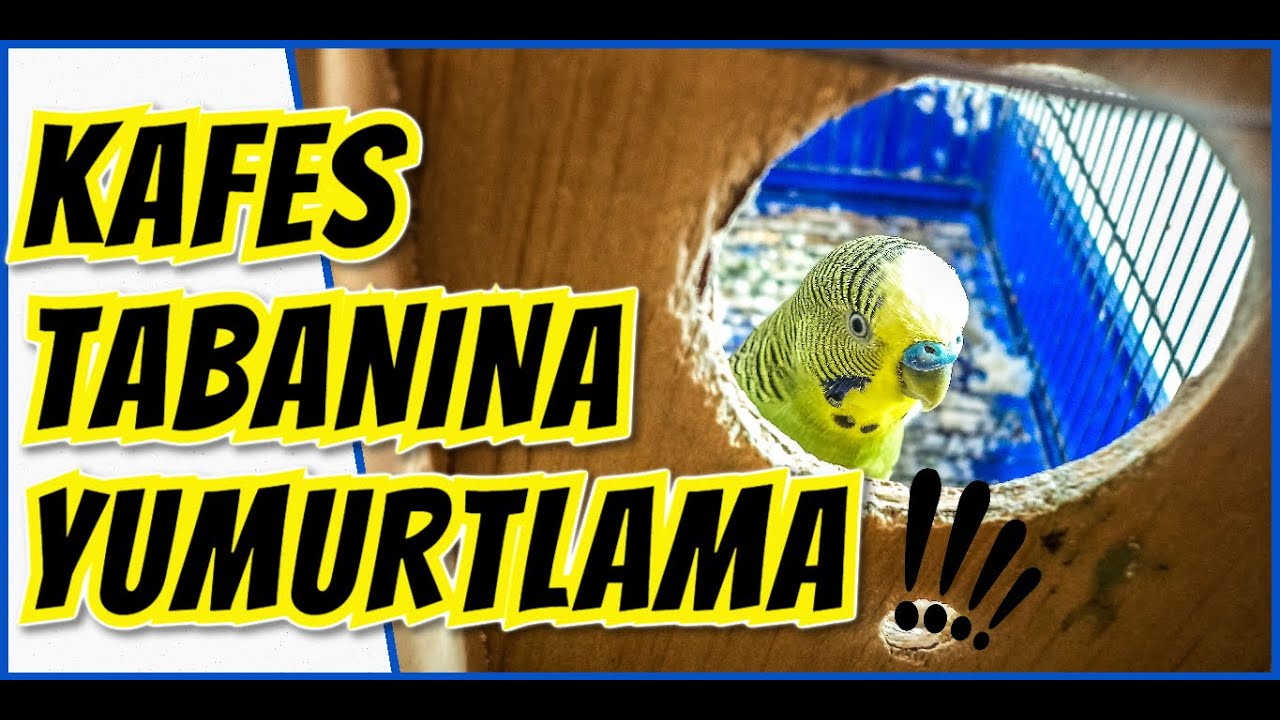 MUHABBET KUŞUNUZ KAFES TABANINA MI YUMURTLADI ? İŞTE NEDENİ ve ÇÖZÜMÜ 🦜👍