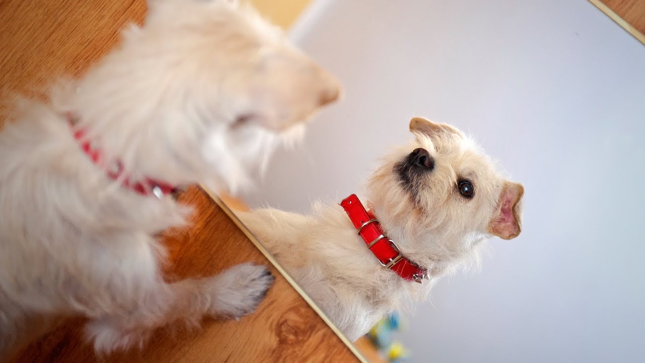 Pet Interviews - Mirrors