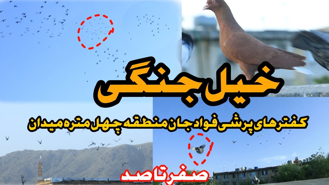 خیل جنگی | کفتر های پرشی فواد جان چهل متره میدان | 8 شکار در یک هفته | hunt of 8 Pigeon in one week