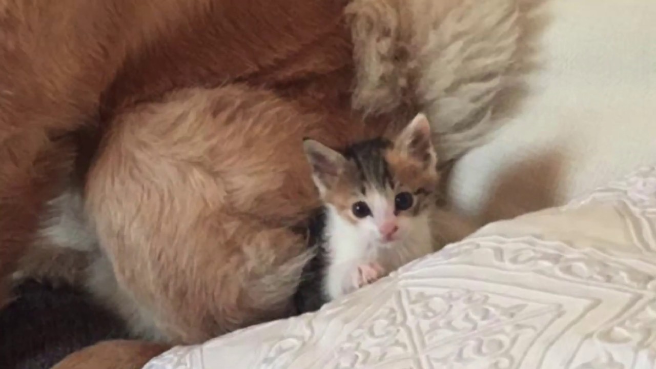 Rescued Calico Kitten - A Lucky Story - Bottle Feeding & living with Chow Chow