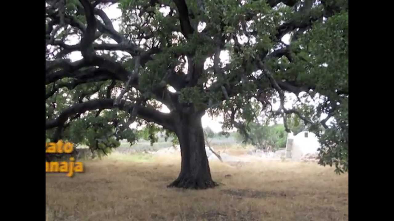 La Quercia Vallonea secolare di Tricase (LE) 