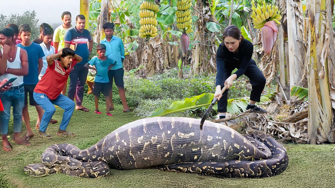 Harvesting giant golden bananas for sale, Brave female hunter tames giant python that invades farm