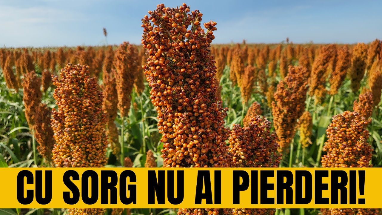 Cu sorg nu ai pierderi, ci profit și piață asigurată! / România Văzută Din Tractor