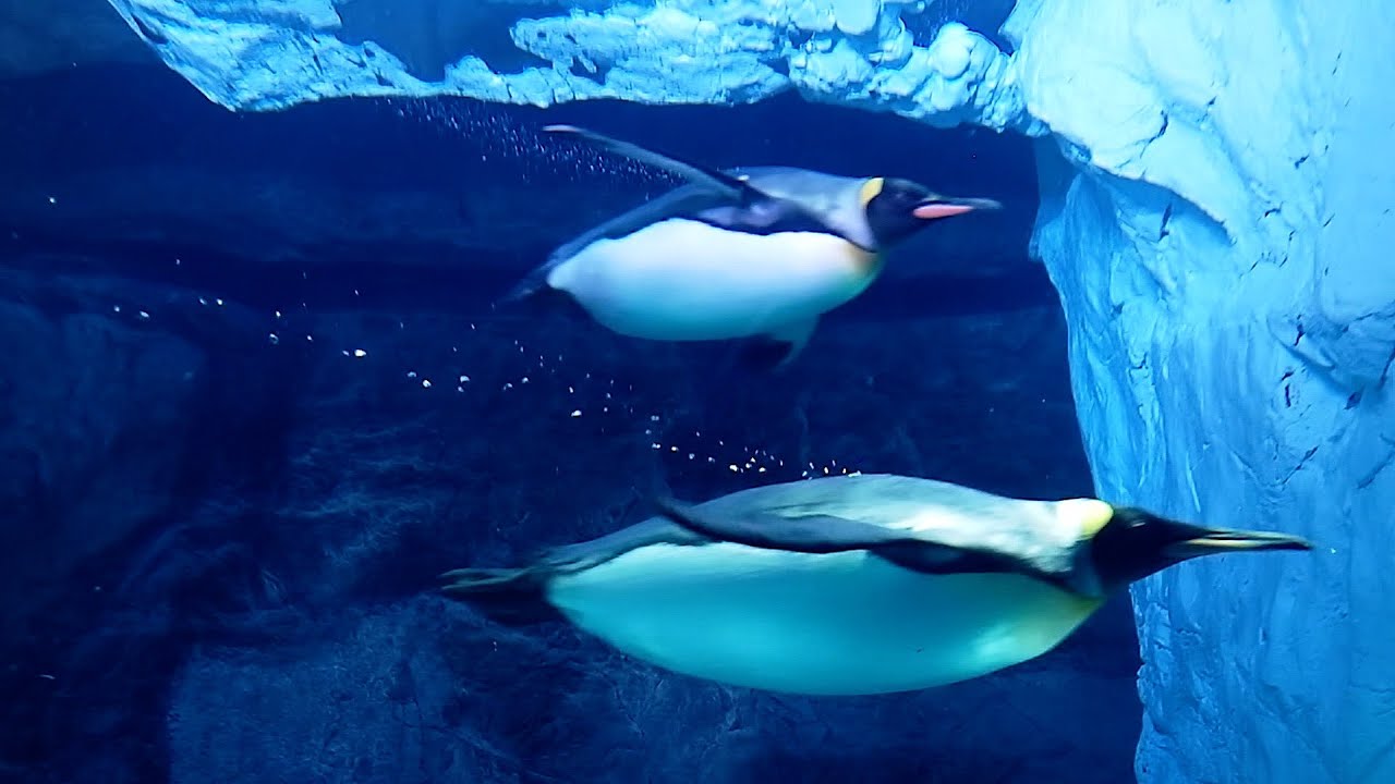 海遊館のペンギン水槽（2023年3月）