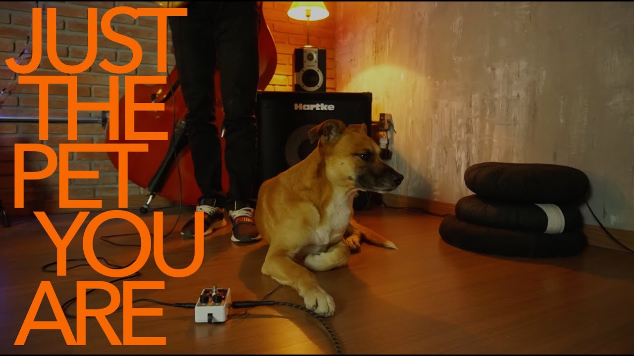 JUST THE PET YOU ARE