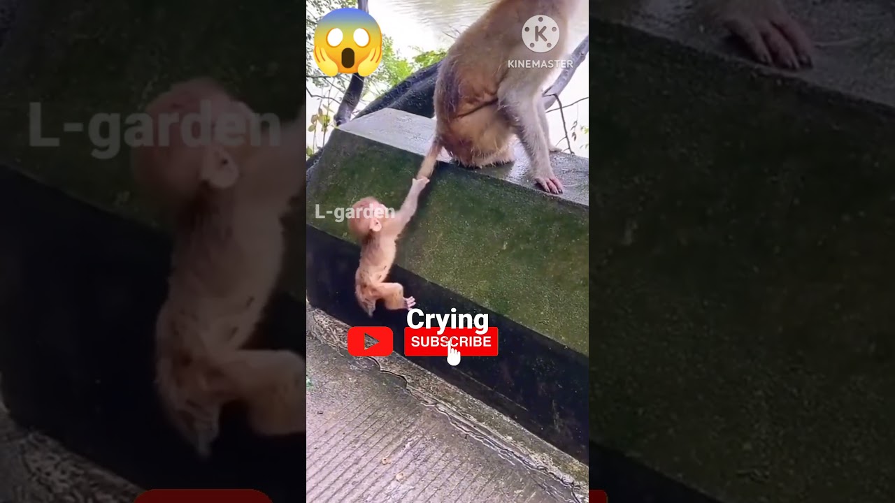Baby Monkey Crying 🐒 Baby Monkey video🙊#shorts#youtubeshorts