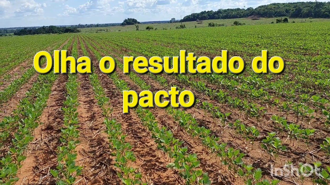 Veja o resultado a aplicação do Pacto com glifosato na soja.