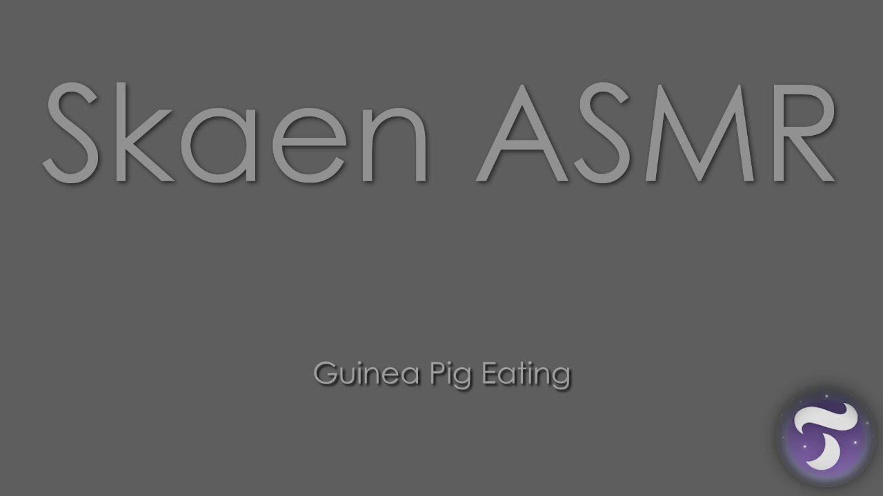 ASMR - Guinea Pig Eating