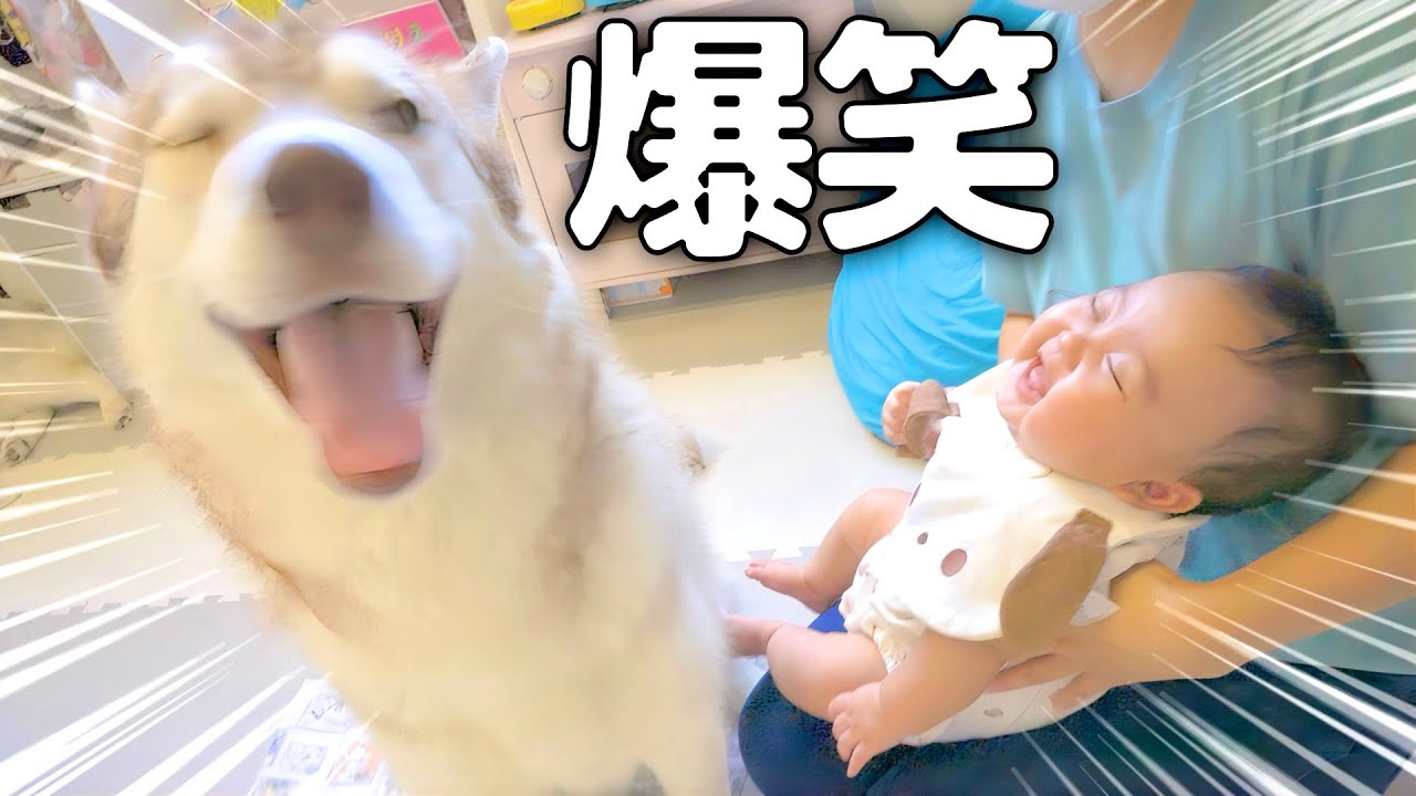 愛犬を見せると笑いが止まらなくなる０才児が可愛すぎました...笑