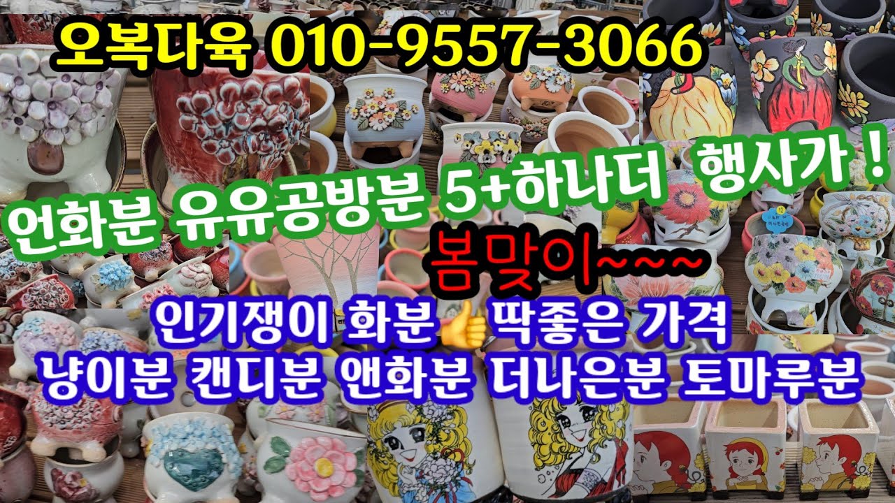 다육이 화분 쇼핑(25.2.6)오복다육 010-9557-3066 🛍 언화분 유유공방분 5+1행사가!👍인기쟁이화분 냥이분 캔디분 앤화분 더나은분👌