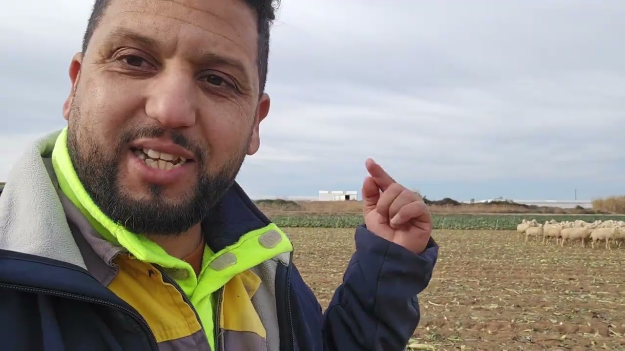 شاهد الغنم فين تعيش 