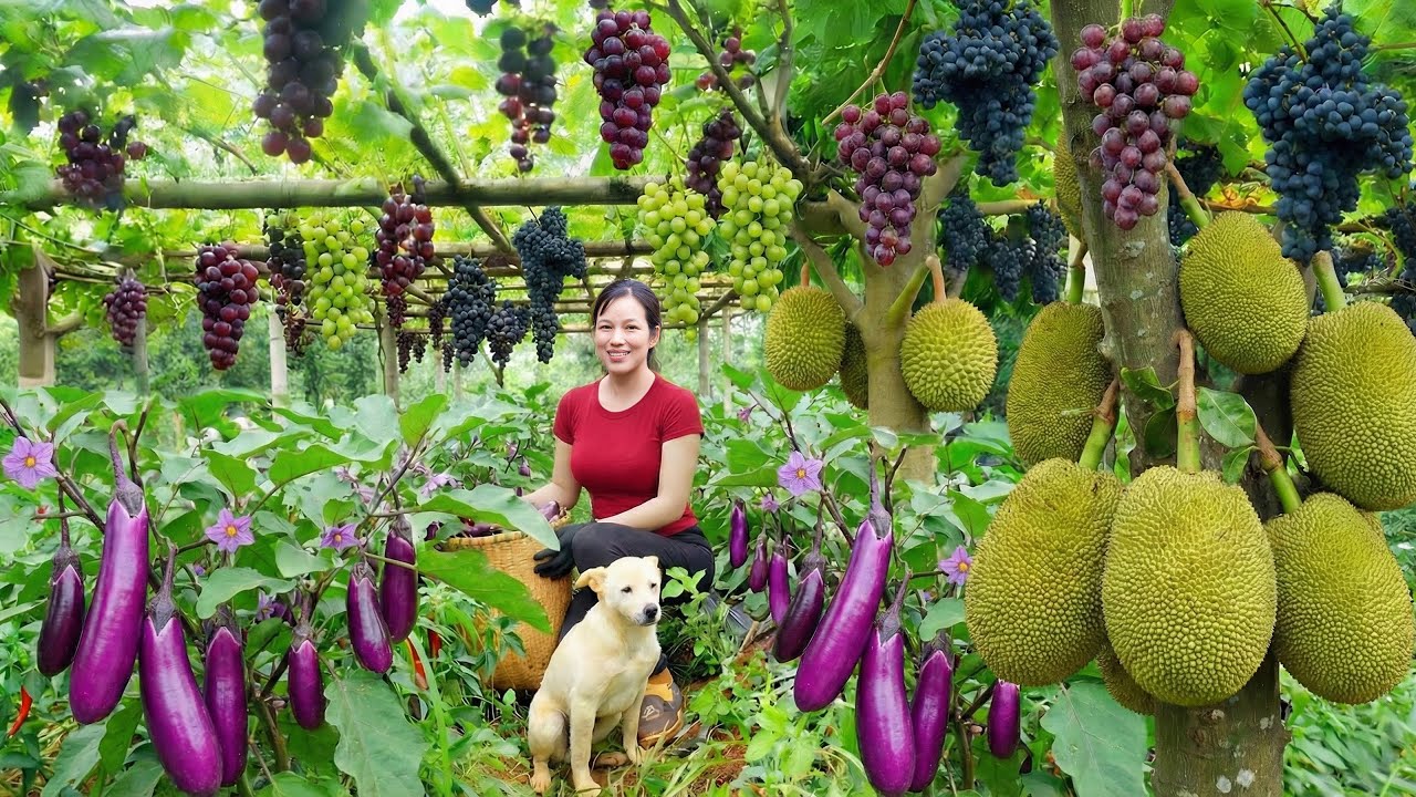Harvest, Sell, Cook | Grapes, Jackfruit & Long eggplants – Life Alone in the Countryside