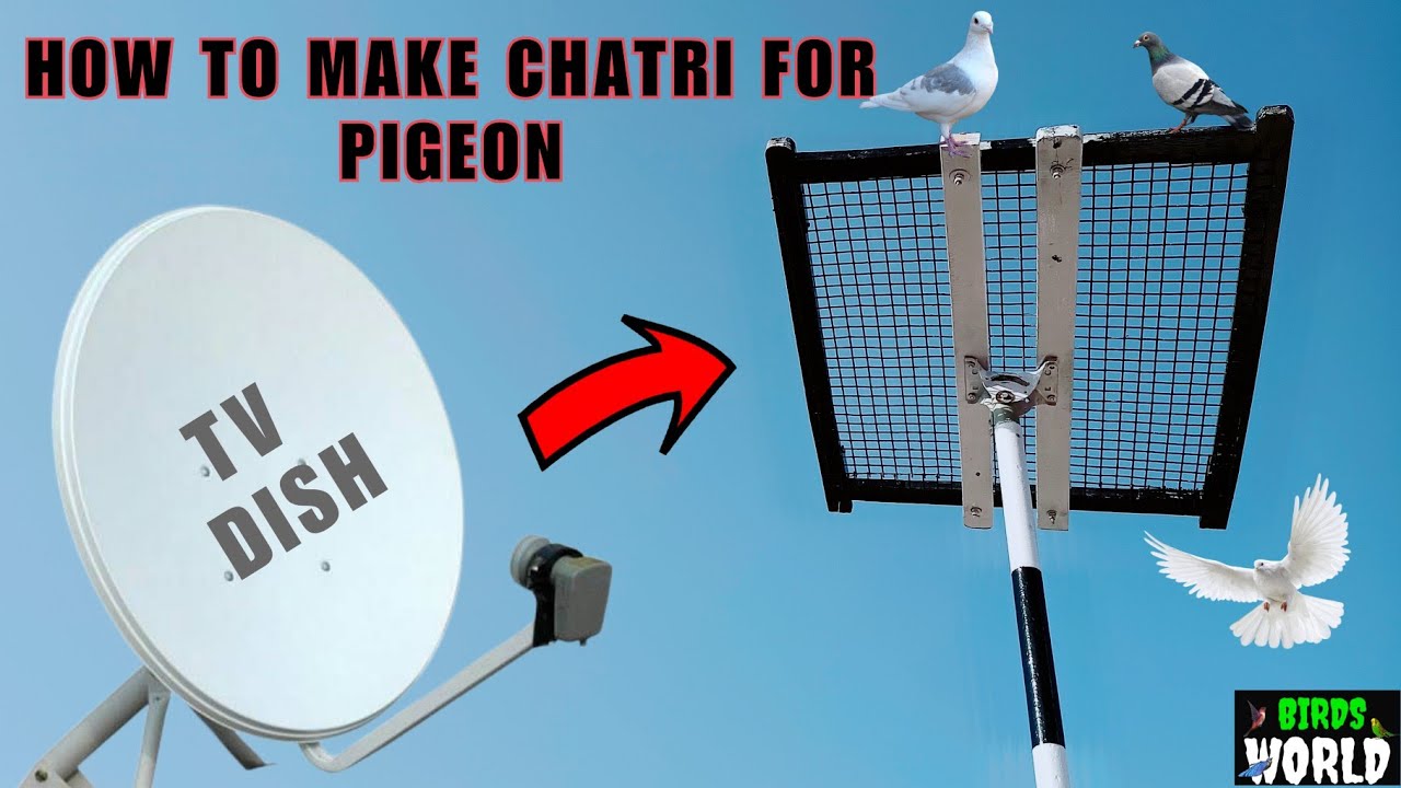 ಪಾರಿವಾಳದ ಚತ್ರಿ ಸುಲಭ ವಿಧಾನದಲ್ಲಿ  ಮಾಡುವುದು ಹೇಗೆ / How to make chatri in easy method for pigeon