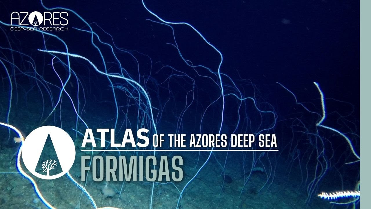 Formigas seamount | ATLAS of the Azores deep sea