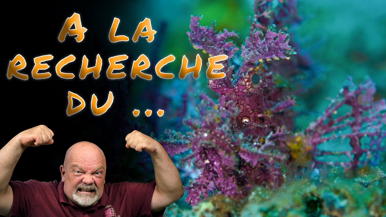 A la recherche du rhinopias