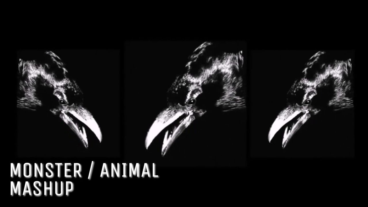 Lady Gaga - Animal / Monster (Mashup)