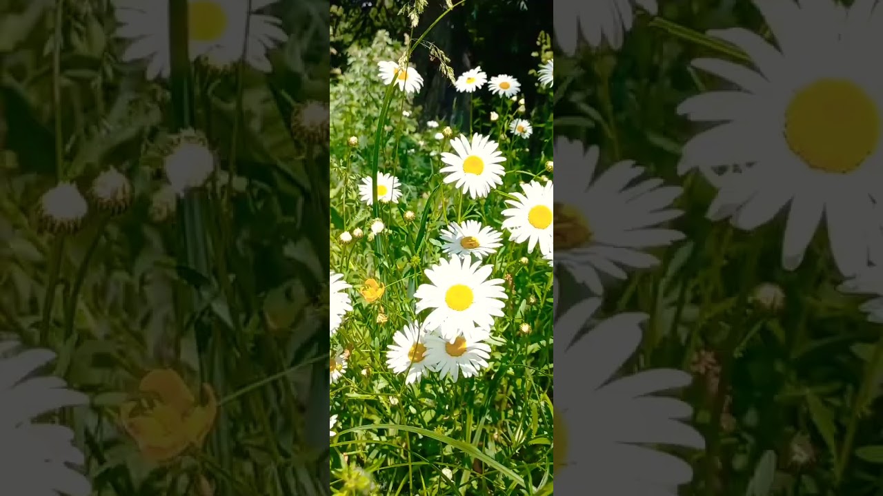 🌻wild daisies!  #flowers      #natere  #ukraine  #shorts