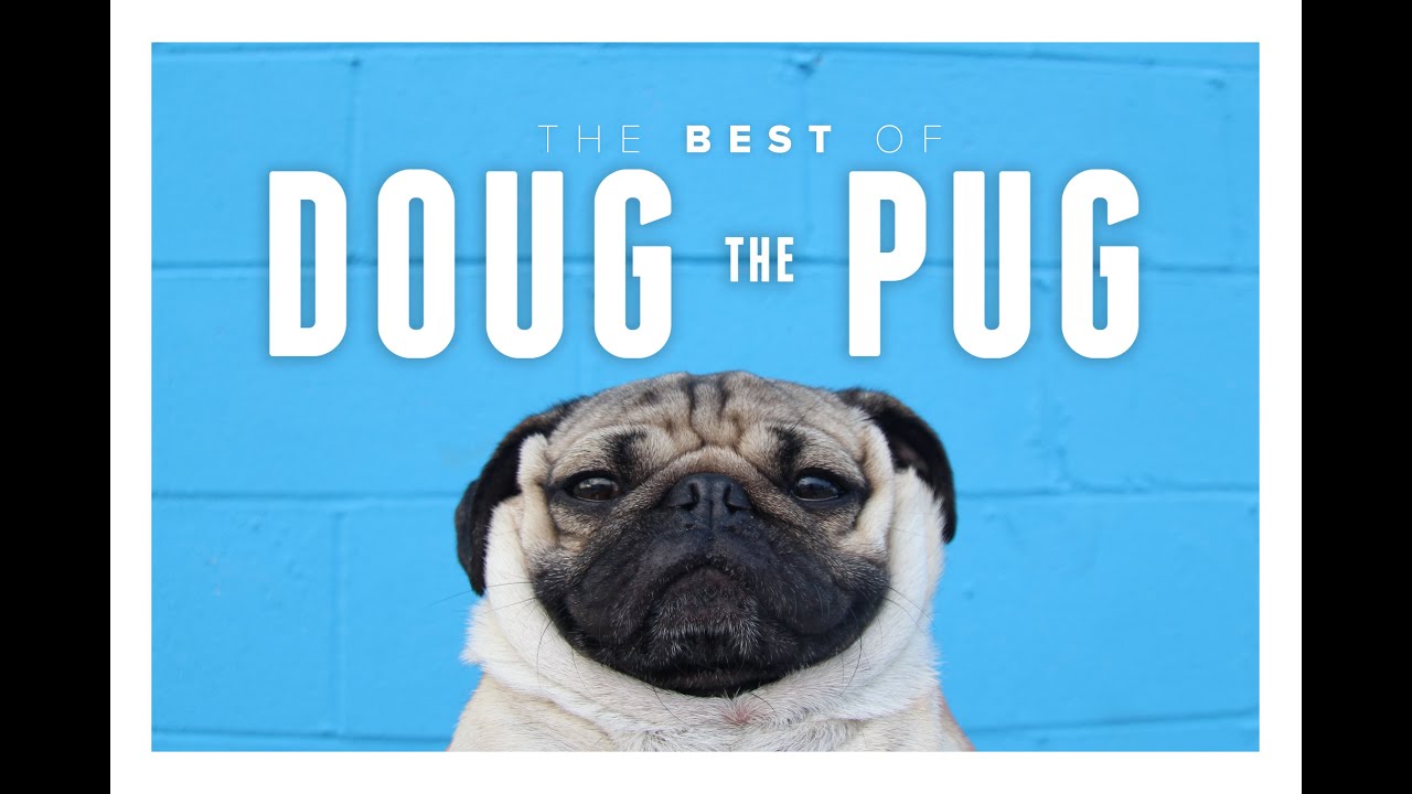 Best of Doug the Pug