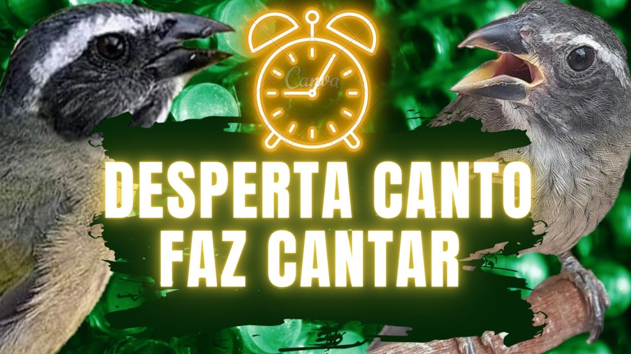 DESPERTA Seu TRINCA FERRO 💯%💯 DESTRAVA ABRE O CANTO / Esquentar trinca ferro Saltator similis