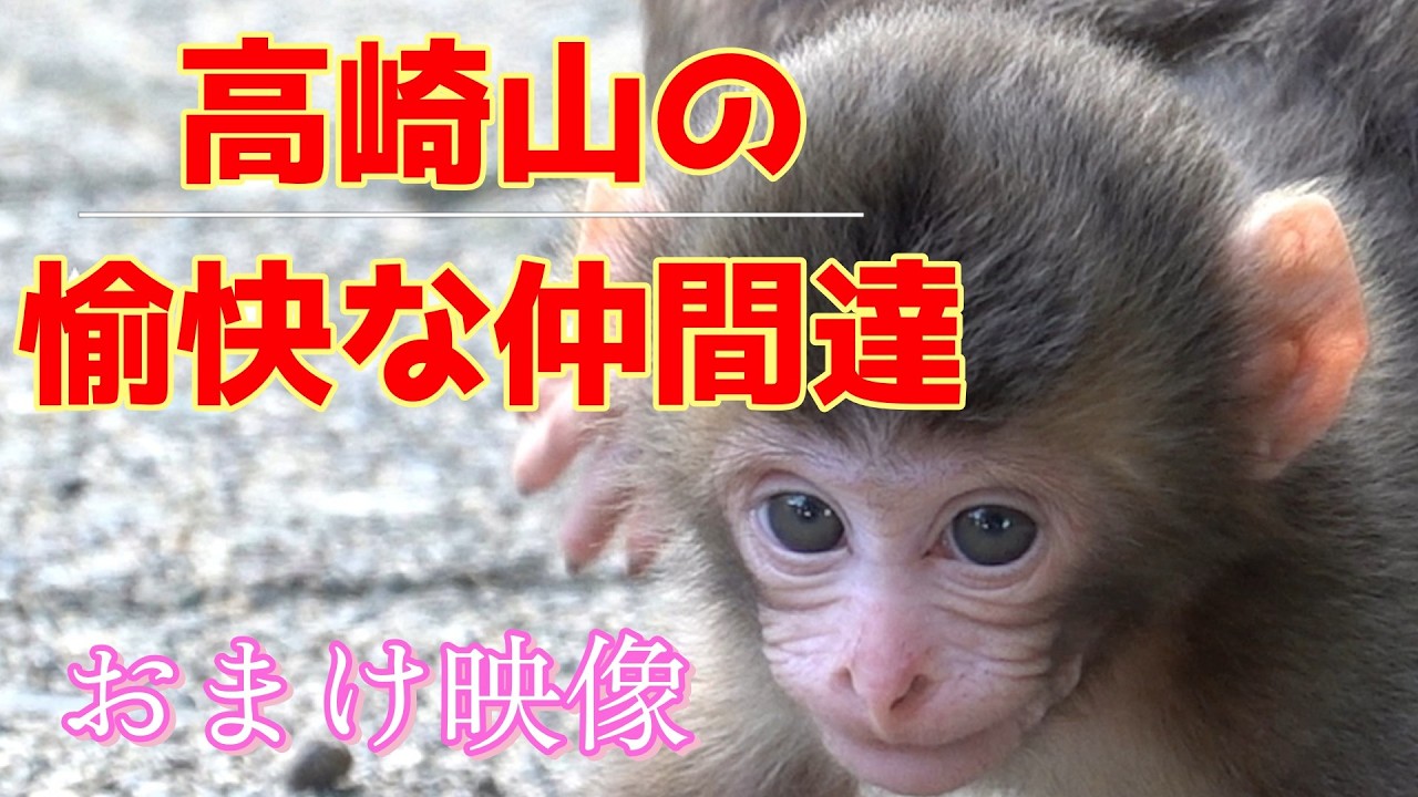 高崎山の愉快な仲間達！ おまけ映像 【高崎山自然動物園 モンキーパーク】