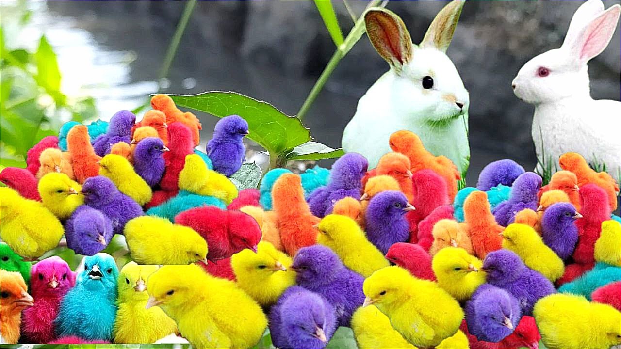 World Cute Chickens, Colorful Chickens,-Rainbows Chickens, Cute Ducks