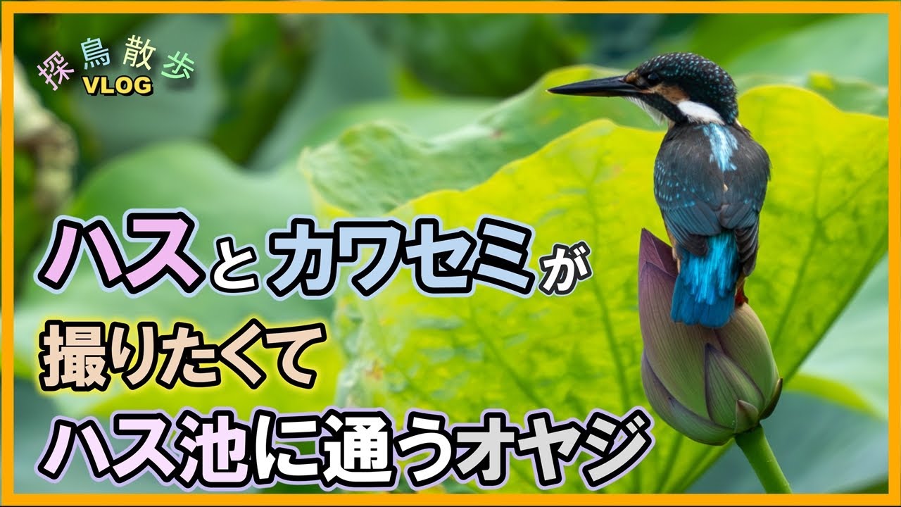 【探鳥散歩 VLOG】ハスとカワセミが撮りたくて ハス池に通いました