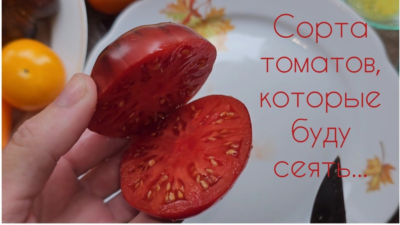 Томаты, которые мне понравились в этом сезоне. Соберу семена. Буду сеять снова...