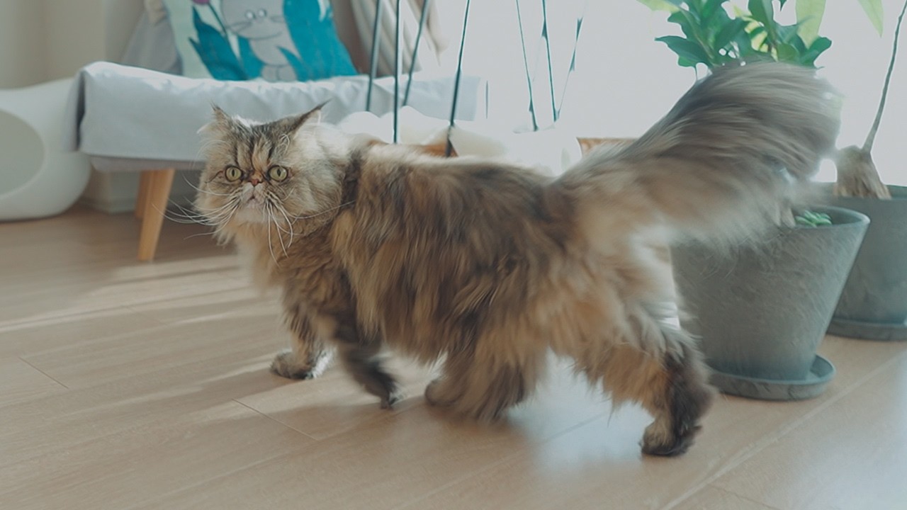 ちょっとだけはしゃいで水分補給する猫さん