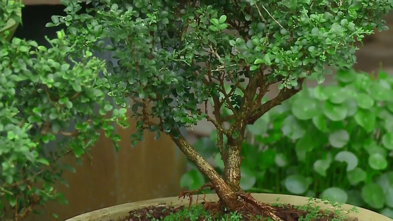 എങ്ങനെ ബോണ്‍സായി വളര്‍ത്താം | Mathrubhumi News | bonsai plants | Krishibhoomi