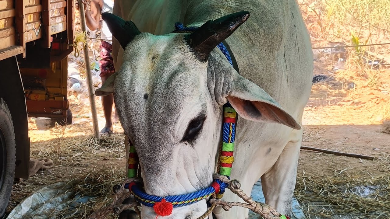 😍సాంబశివారెడ్డి &jr వీరనరసింహారెడ్డి 🔥@Boreddykesavareddybulls 