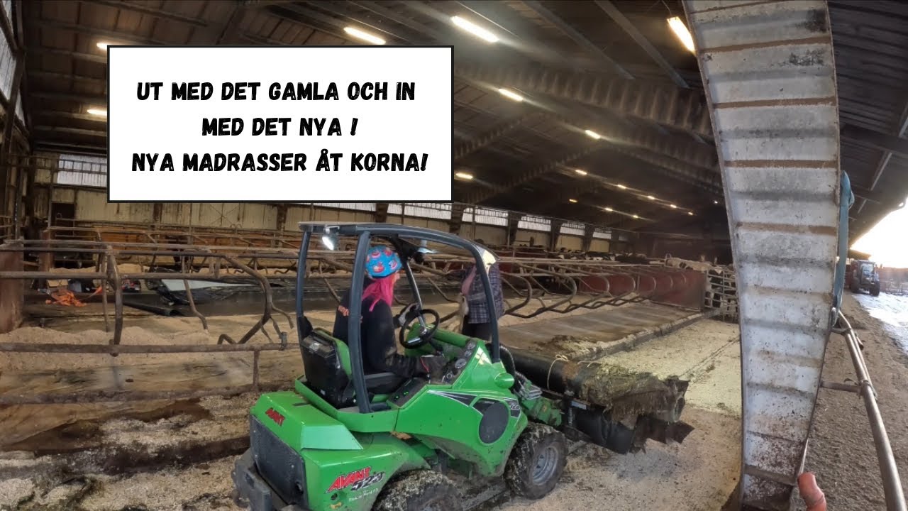 Nya madrasser åt korna !