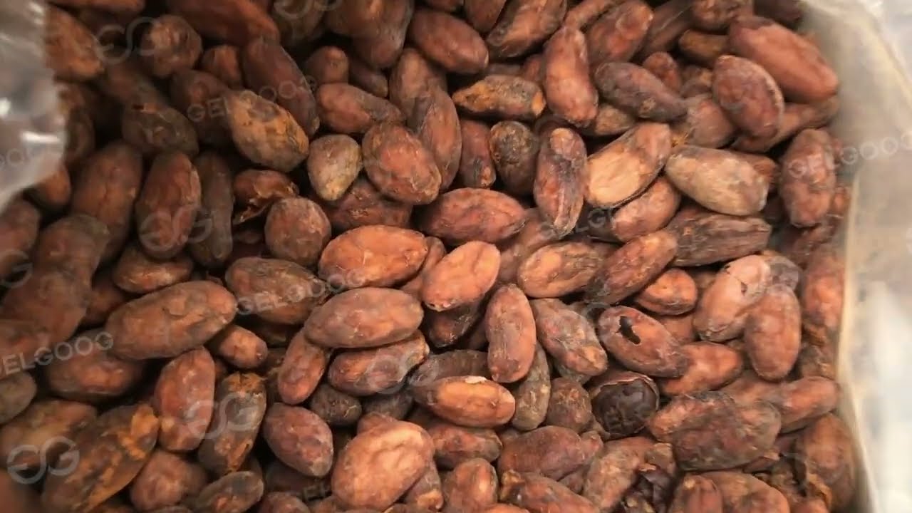 máquina para procesar cacao, línea de producción de cacao en polvo