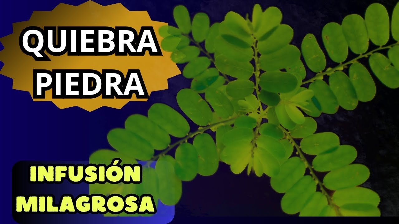 Chanca piedra Beneficios - C&oacute;noce la rompepiedra Phyllantus niruri, una planta para los ri&ntilde;ones