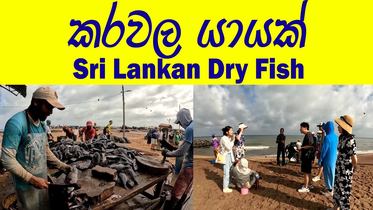 වීශාලතම කරවල වාඩියක්😍 Sri Lankan Dry Fish 👍කරවල වේලන හැටිබලමු මාළු ගන්නත් පුලුවන් මෙතනින්✔ Fish