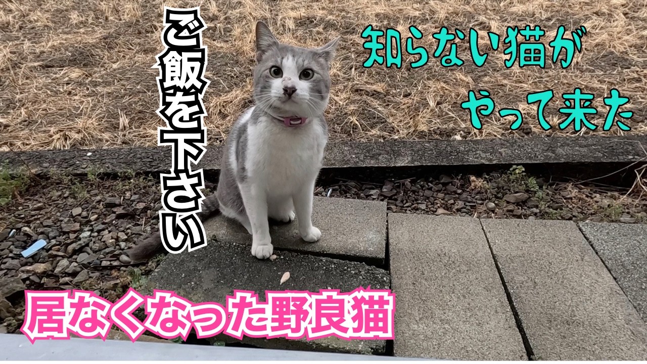 ‼️居なくなった野良猫　知らない子がやって来た‼️　のんびり日記😊