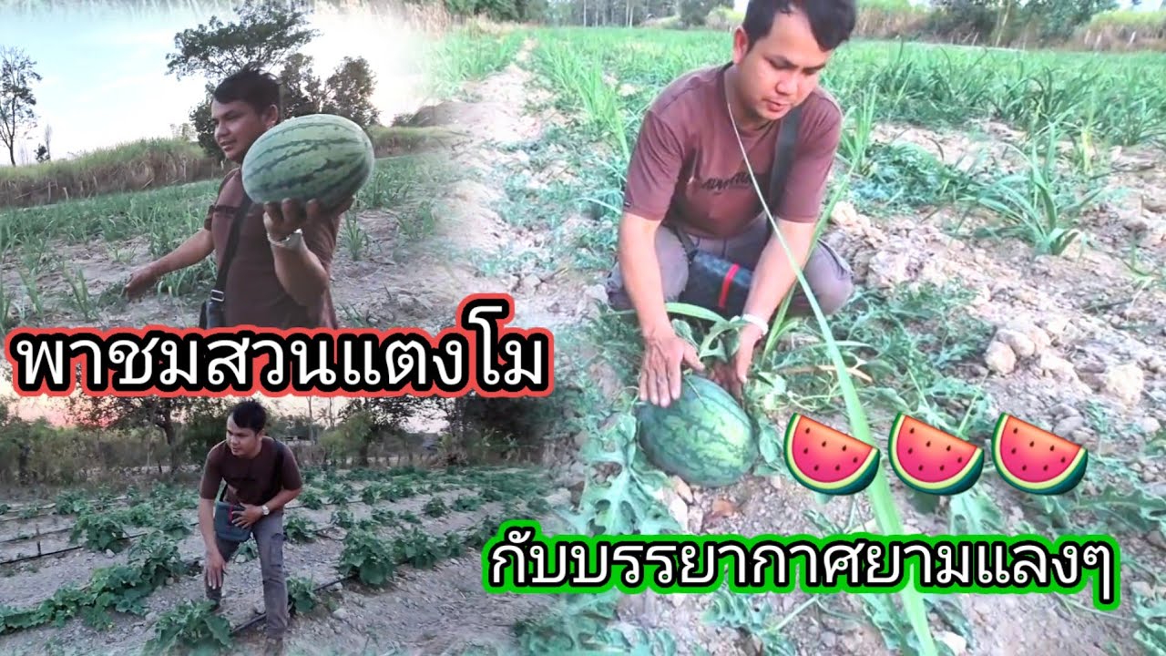 พาชมสวนแตงโมบรรยากาศยามแลงๆ🍉 6 กุมภาพันธ์ ค.ศ. 2026