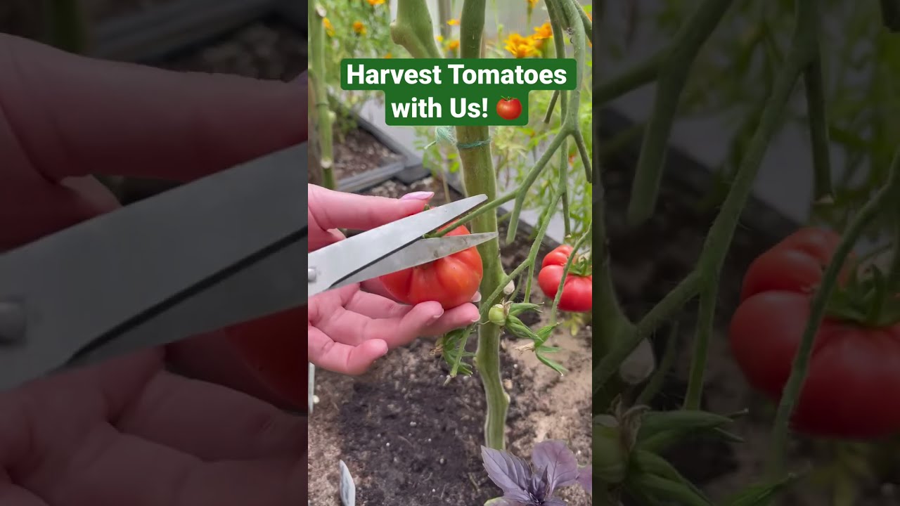 Harvest Tomatoes with Us! 🍅