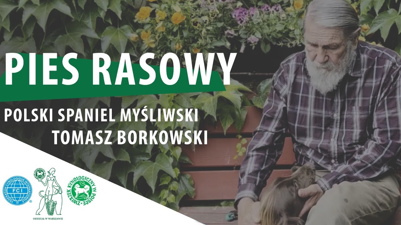 Polski spaniel myśliwski | PIES RASOWY #7