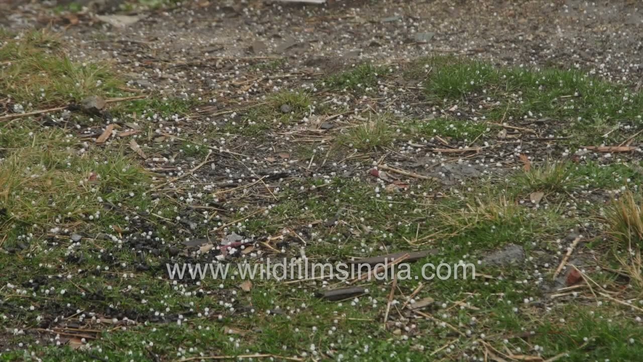 Hailstones cover the ground in the Himalaya: Climate change causing more extreme weather events